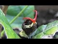 Giant Swallowtail caterpillars AKA Orange Dog (Papilio cresphontes)