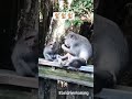 Chetan monkey 🐒 #monkey #animallife #monkeysr #animals #funny #monkeychallenge #new #cute
