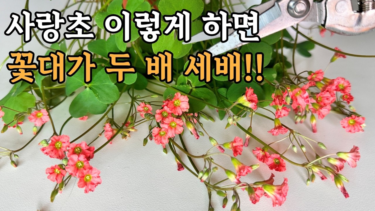 사랑초 꽃 두 배 세배 더 많이 피게 키우기 어렵지 않아요! 이렇게 해보세요 ㅣ 이제 막 싹이 나온 사랑초와 꽃이 피기 시작한 사랑초 물주기 ㅣ 사랑초 삽목으로 구근 만들기