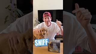 MY PUPPY SNIFFS OUT POKÉMON CARDS