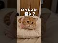 この子猫、本当に甘えん坊だね！ #猫動画 #cat #子ネコ #猫のいる暮らし #cute #癒やし