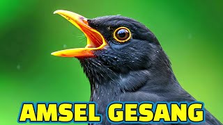 Amsel singt im Wald sein Liedchen 🌞 Entspannende Geräusche der Natur mit Vogelzwitschern ▶️4K