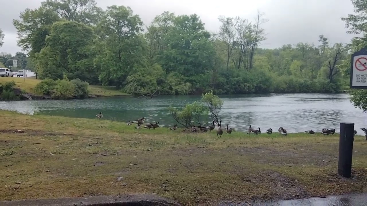 ducks at Dufferin Islands Nature Area Niagara Falls Ontario Canada