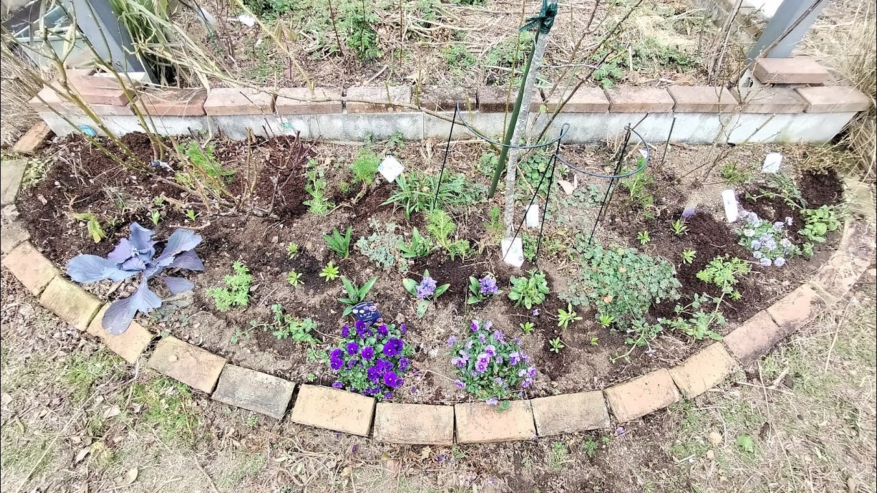 2026.2.24種まき苗を植え付け🌱バラと宿根草の花壇に彩りを加えましょう💐