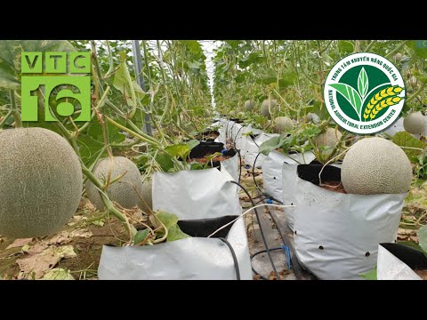 Vườn dưa lưới siêu hiện đại tại Hòa Bình | VTC16