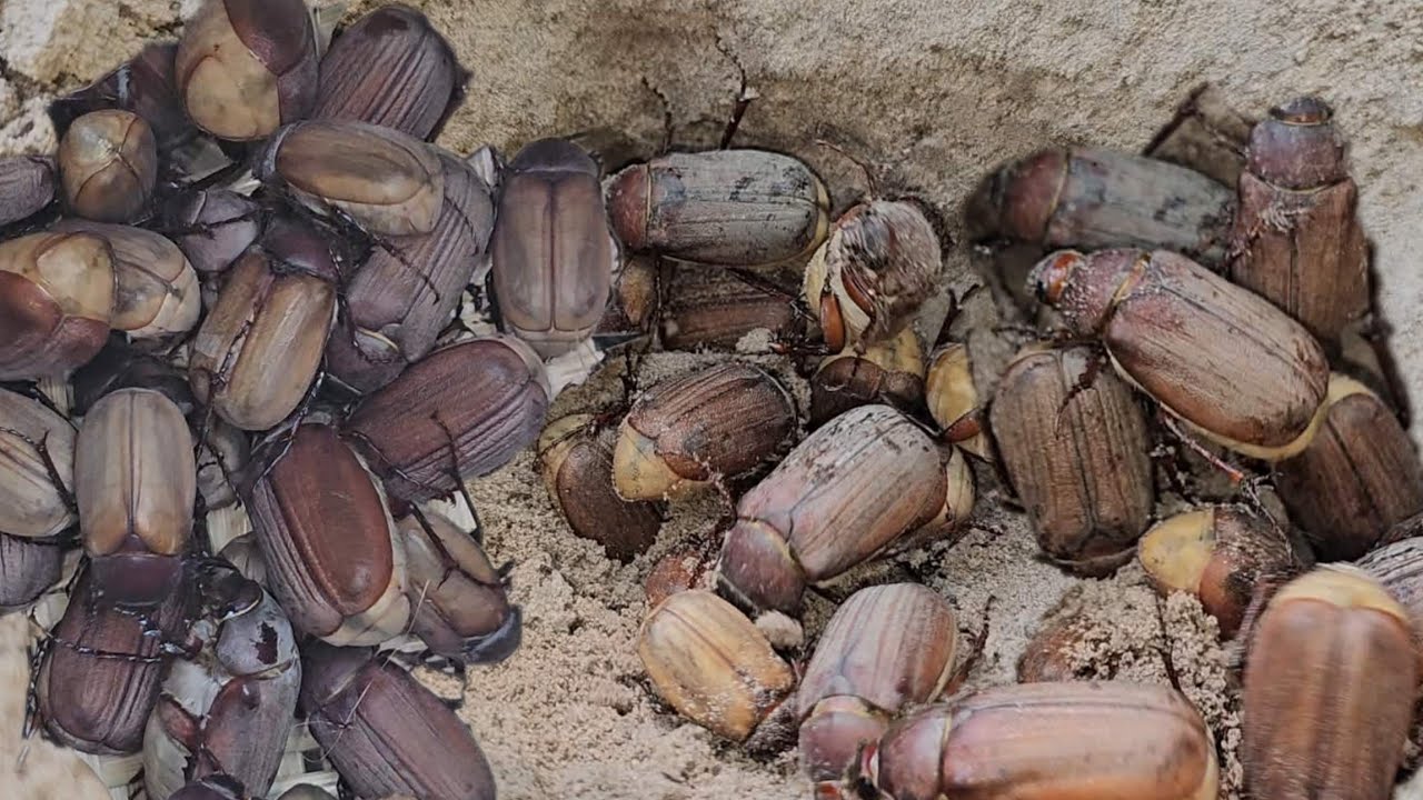 ป๊าดๆขุดแมงจีนูนรอบแรกของปี ขวยละหลายๆตัว หมานเกือบ100ตัว 17/2/2569