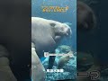 《鳥羽水族館》アフリカマナティーの『みらい』と『かなた』はニンジンが好き！#鳥羽水族館 #マナティー #manatee #aquarium #shorts