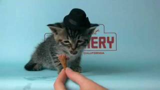 boston terrier chihuahua mix puppies for sale