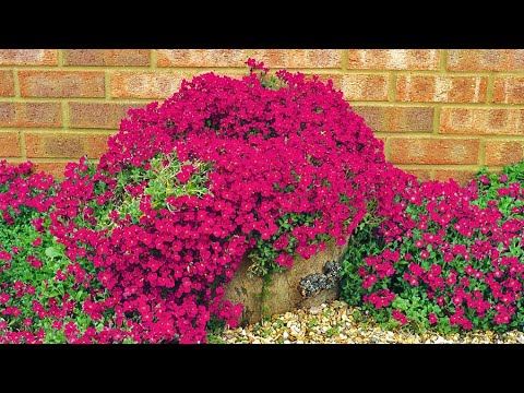 Video: Care Of Aubrieta Groundcover: Hvad er Aubrietas vækstbetingelser