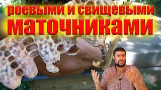 видео: Как работать с Роевыми, Свищевые маточниками пчел, как это использовать на Медозборе и против роения картинка: Как работать с Роевыми, Свищевые маточниками пчел, как это использовать на Медозборе и против роения
