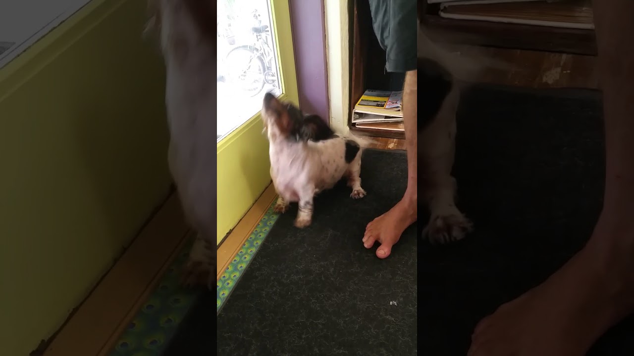 He will do my bidding :-) hands free instagram