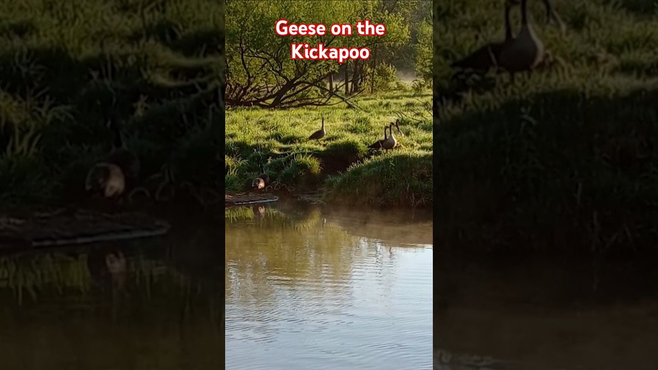Watch Geese on the Kickapoo on YouTube Watch Geese on the Kickapoo on YouTube