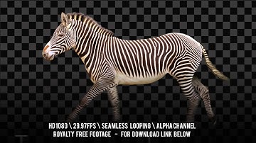Zebra Running. Isolated and cyclical animation. Alpha channel included.