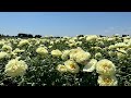 Adelman peony farm  may 2023  part 1 display garden