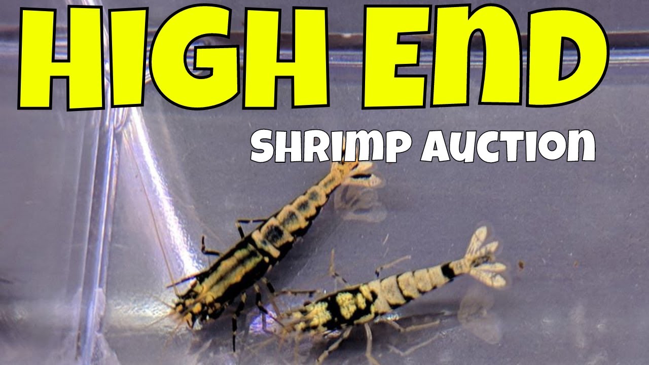 aquarium plants near me High End Shrimp Auction - Fish Room Update