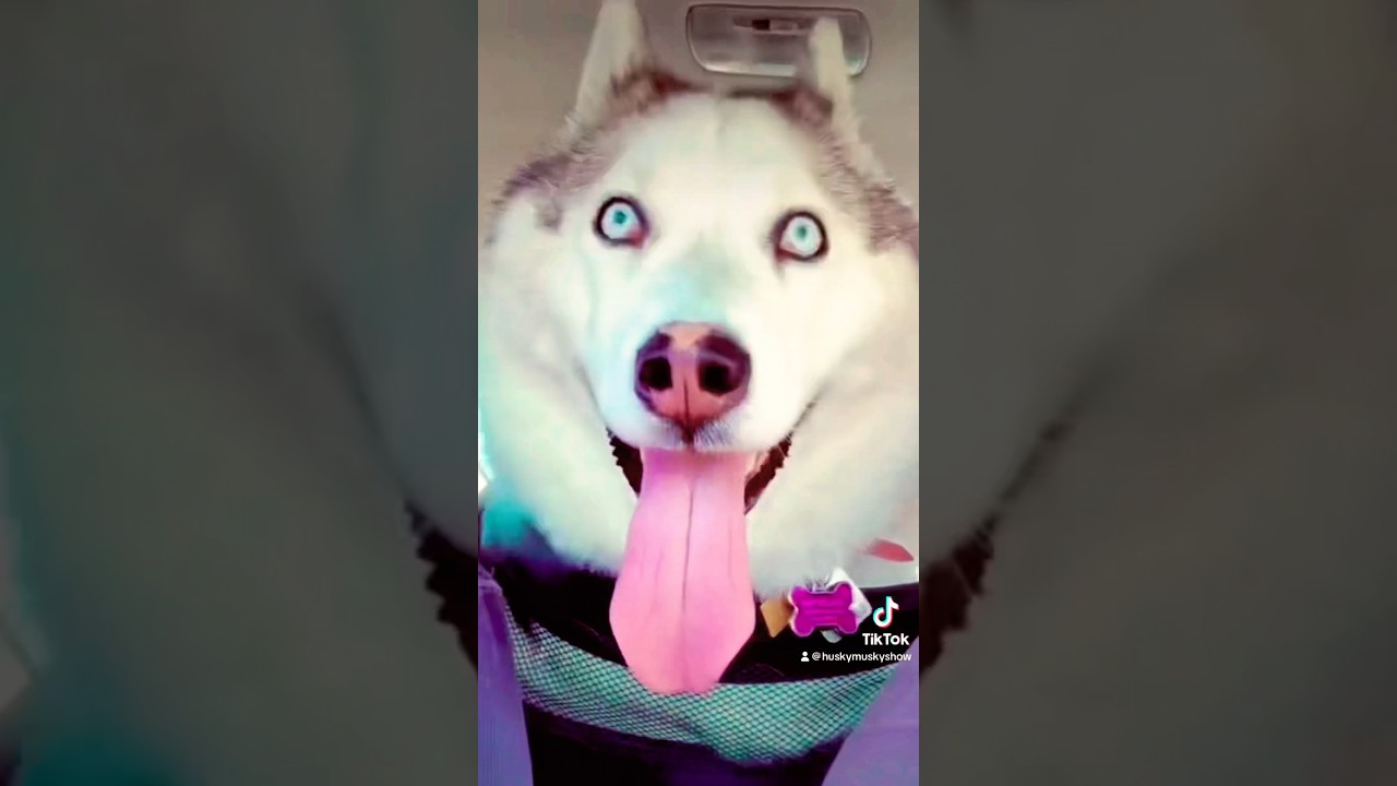 Luna Husky 😜On the Road 😂 