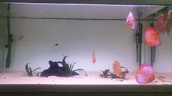 Discus yem yiyor. Bitkili discus akvaryum.