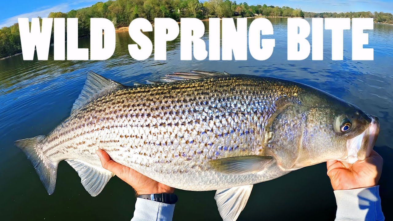 Boone Salt Spring HUGE Spring Striper (Boone Lake) - YouTube