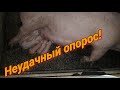 Неудачный опорос! Мелкие поросята!