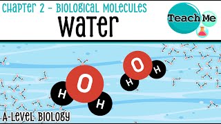 Chapter 2 - [Water] - Cambridge A Level Biology (9700)