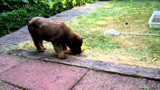 briard Noodles du jardin borenzi 4th day.MOV by gewoondirk 41 views 12 years ago 50 seconds