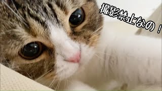 パパ猫の秘密基地を撮影したら怒られました。