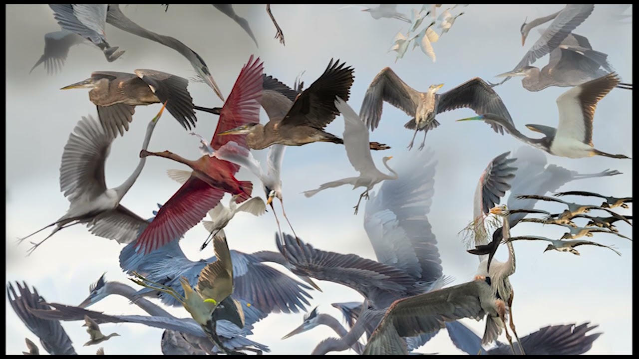 MM 854 Meir Martin It's SuRReal