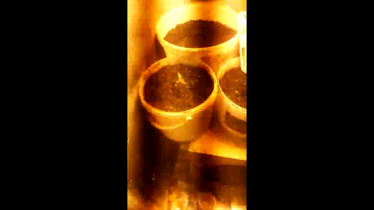 "Автоцветы" Сорт - AUTO AK 47 Lowryder - Сорт Tangie'matic auto fem 8 День. Днат 250w