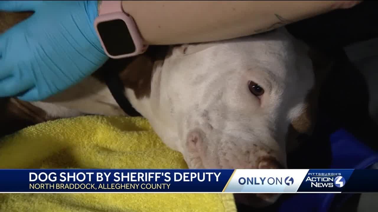 Dog shot by Allegheny County Sheriff's deputy - YouTube