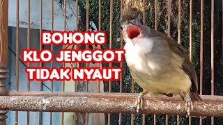 Suara Pancingan Cucak Jenggot Jantan Beset Ngepik