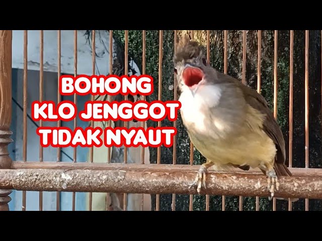 Suara Pancingan Cucak Jenggot Jantan Beset Ngepik class=