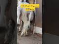 سلمني الله من الصقله مرتين اكسبلور خيل  الخيل اكسبلور ترند سعد الخيال الصغير رياضة