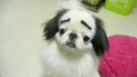 眉毛犬 Youtube