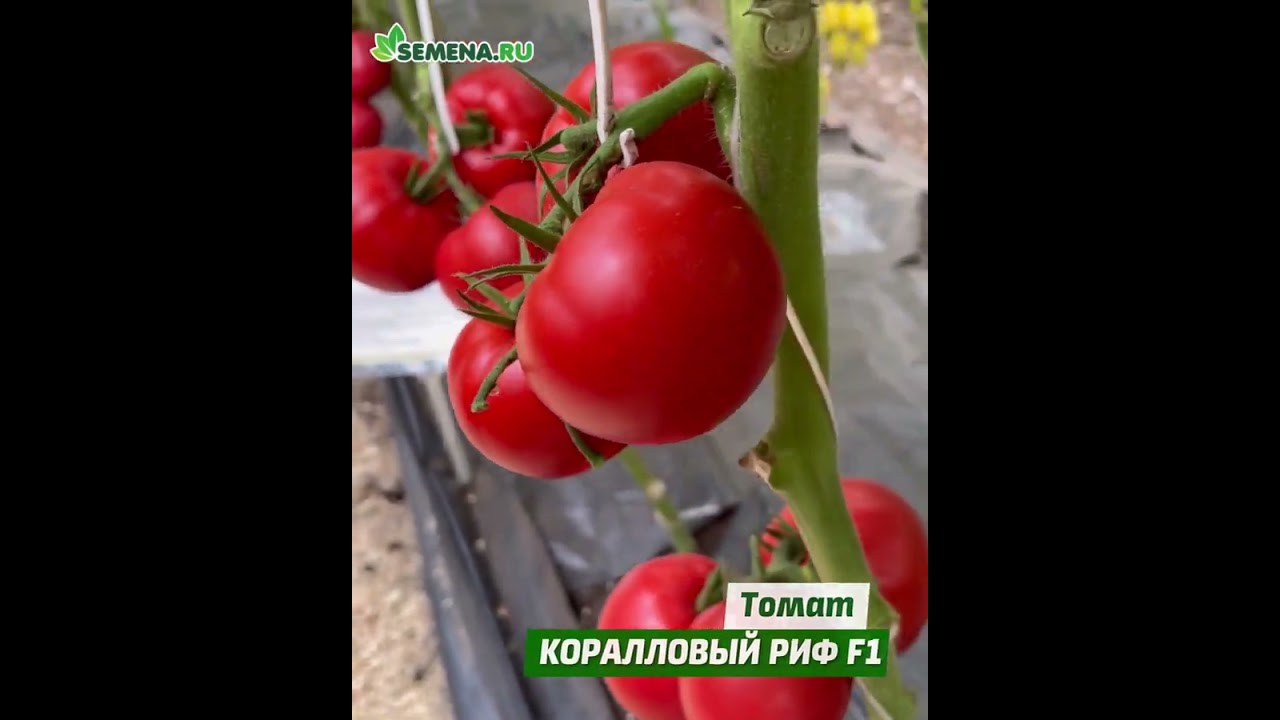 Томат коралловый риф