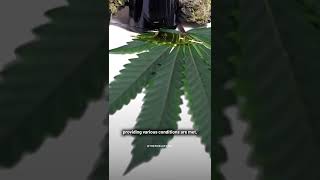 What Does Islam Say About Cannabis? #shorts