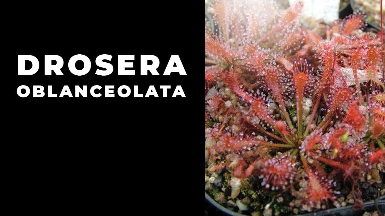 Krásná rosnatka Drosera oblanceolata