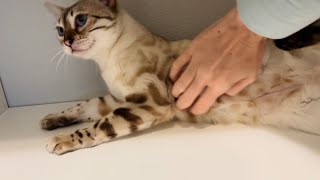 Perfect Kitty Belly Flop, The Closet Is The Best Place For Pets