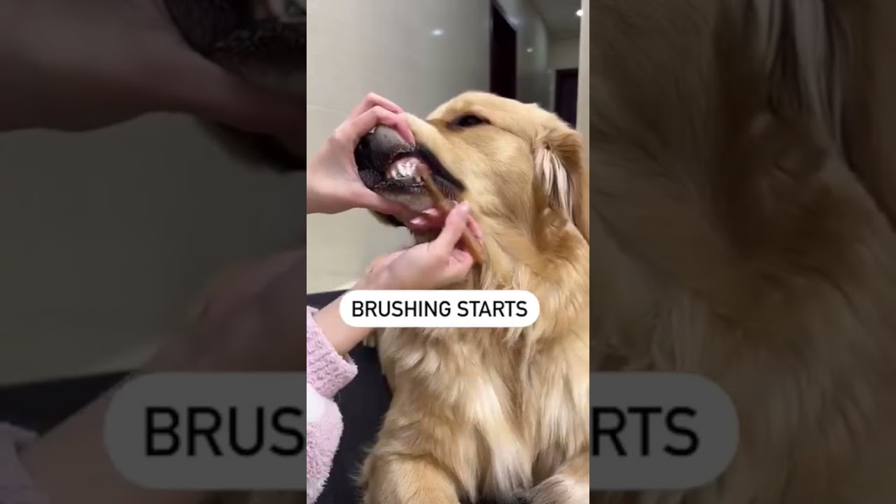 teeth cleaning routine🐕💕