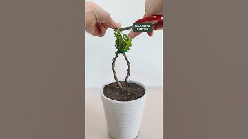 How to Prune & Shape Portulacaria Afra (Elephant Bush) for Max Health