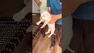 8810623046 Pocket American Bully puppy available active bully puppy #dewormedpuppy #dogfood