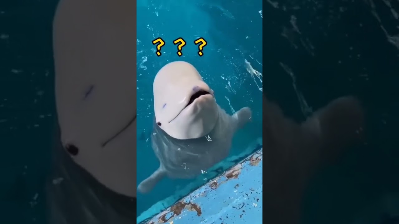 Top 100 Greatest Funny Magic Tricks REVEALED Compilation - Most amazing magic trick ever (283)