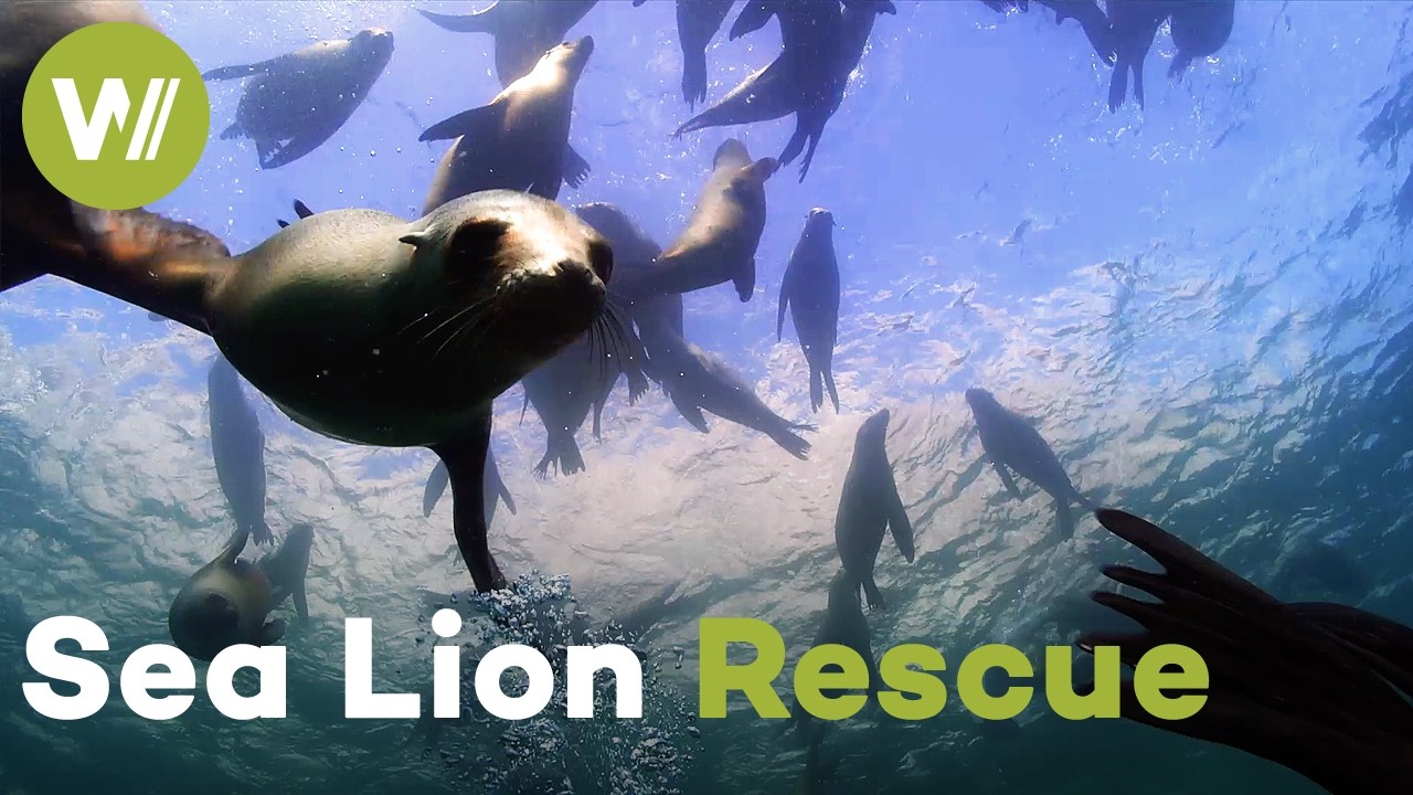 Saving Entangled Sea Lions: Follow veterinarians in their rescue mission