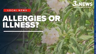 Allergies or illness?: What Las Vegas residents can do to help relieve symptoms