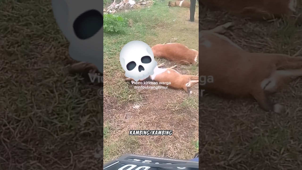 4 KAMBING MATI DIRACUN DI BANTEN ‼️ 