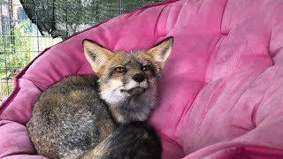 1on1 time with new rescue fox Sophie...