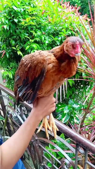 Native  Chicken #viand  #tinolangmanok #farmlife #shortsvideo