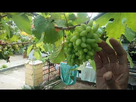 Budidaya Anggur -