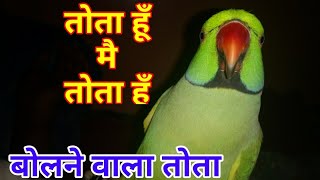 Cute Indian Ringneck parrot copying from his master.👍👍🐤