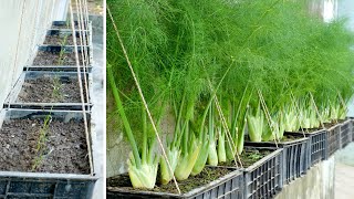 Tips To Help Me Grow And Harvest Dill At Home After Just 1 Month, Easy and Effective