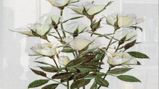 Beyaz gül - Byala roza ---- Fahriye Güney